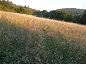 Pohľad na monitorovanú lokalitu v Jedľových Kostoľanoch, Borisku